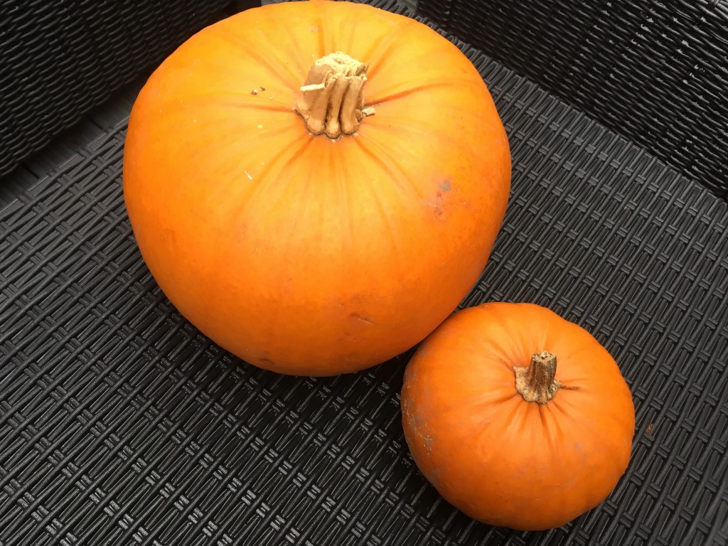 Pumpkins - The Williams World